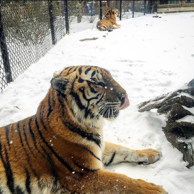 snow science center tiger 2.jpg